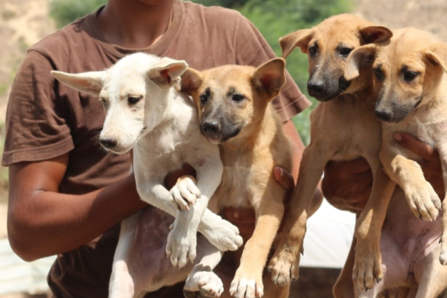 Vier honden op een rij die worden vastgehouden